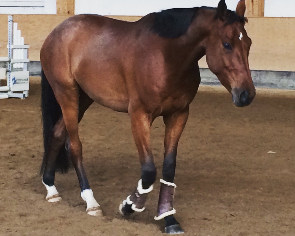 dressage horse Quinn  (German Sport Horse, 2011, from Quaterback)