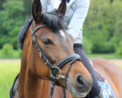 broodmare Cindy 803 (German Riding Pony, 2004, from Black Boy)