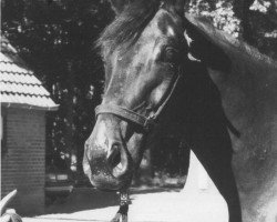 jumper Waldstar (Hanoverian, 1994, from Waldstar xx)