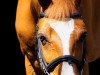 dressage horse Benfey (Hanoverian, 2005, from Banditentraum)