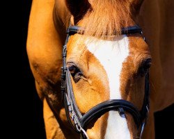 dressage horse Benfey (Hanoverian, 2005, from Banditentraum)