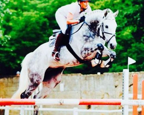 jumper Christo (German Sport Horse, 2010, from Cristallo I)