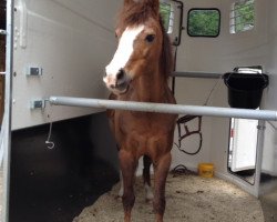 dressage horse Arcado (Welsh-Pony (Section B), 1993, from Arcon)