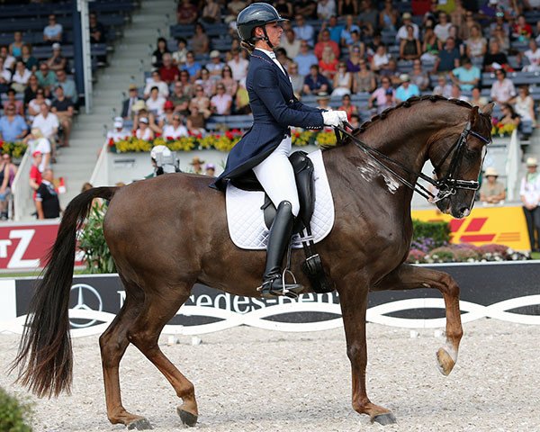 dressage horse Vosk (Hanoverian, 2005, from Vodoley)