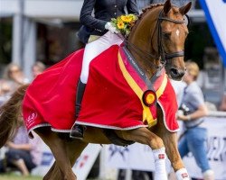 dressage horse Litvinenko Sjaelstofte (Trakehner, 2009, from Imperio 3)