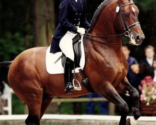 horse Theseus 9 (Hessian Warmblood, 1987, from Tango)
