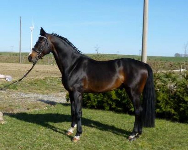 stallion Quinterus L (Oldenburg, 2010, from Quaterback)