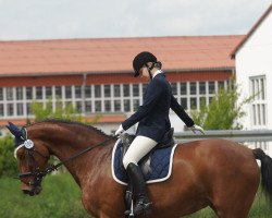 broodmare Savenna (Hanoverian, 1994, from Sao Paulo)