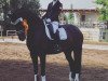 dressage horse Feodora Royal (Westphalian, 2011, from Fiderstep)