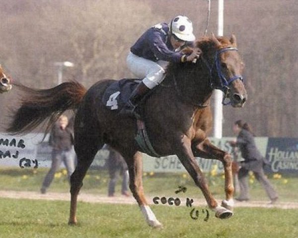 horse Coco K ox (Arabian thoroughbred, 2002, from Marwan I ox)