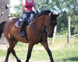 jumper Winfield (KWPN (Royal Dutch Sporthorse), 2003, from Placido)