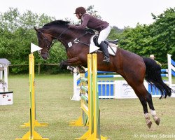 jumper Don Theo (Hanoverian, 2002, from Don Frederico)