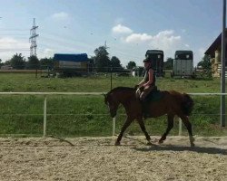 dressage horse Elodye (Freiberger, 2008)