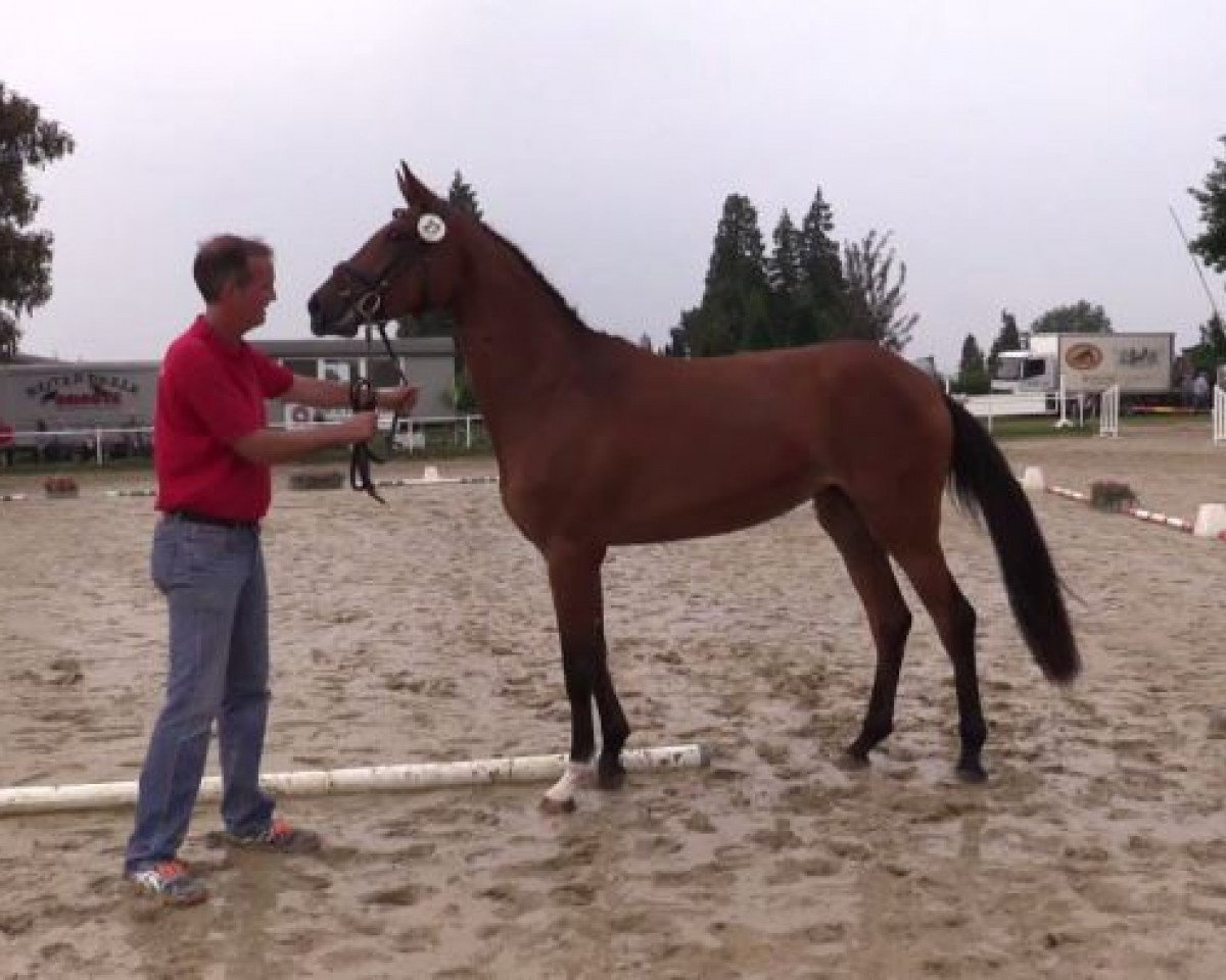 broodmare Ce la vie (Westphalian, 2013, from Carrico)