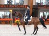 dressage horse Amorak (KWPN (Royal Dutch Sporthorse), 2005, from Special D)