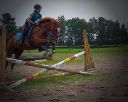 broodmare Wiventy's Top (German Riding Pony, 2007, from Top Karetino)