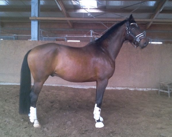 dressage horse Belduero (Oldenburg, 2010, from Balesteros)