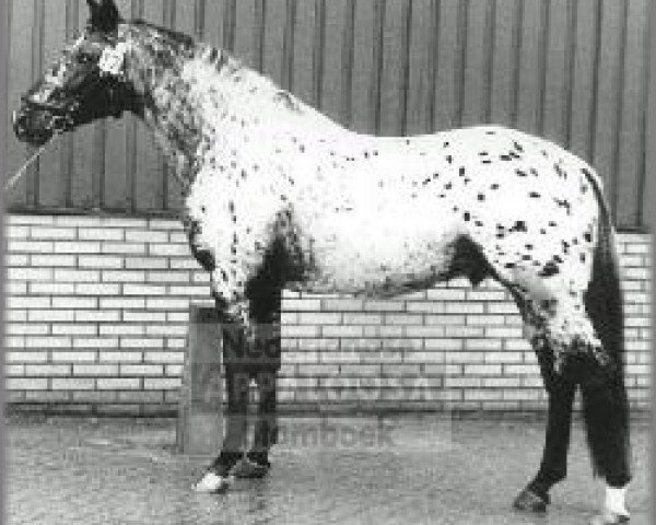 stallion Taro af Boruplund (Knabstrupper, 1990, from Apollon)