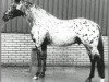 stallion Taro af Boruplund (Knabstrupper, 1990, from Apollon)