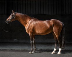 stallion Djendel ox (Arabian thoroughbred, 1986, from Manganate 1972 ox)