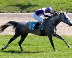 horse Blitters Plonja ox (Arabian thoroughbred, 2005, from Marwan I ox)