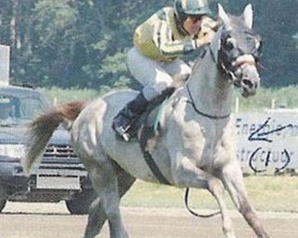 horse Belfor ox (Arabian thoroughbred, 1999, from Djelfor 1984 ox)