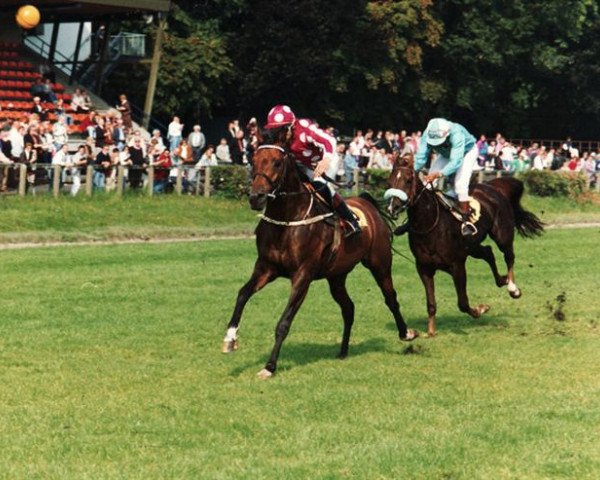 horse Barabinsk ox (Arabian thoroughbred, 1986, from Strij 1977 ox)