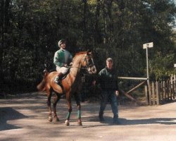 Deckhengst Balzam ox (Vollblutaraber, 1990, von Mukomol 1979 ox)