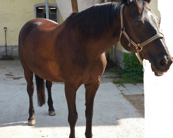 dressage horse Halifax 72 (Trakehner, 1998, from Caprimond)