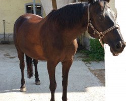 dressage horse Halifax 72 (Trakehner, 1998, from Caprimond)