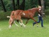 broodmare Deichfee (German Riding Pony, 2008, from FS Don't Worry)