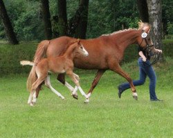 Zuchtstute Deichfee (Deutsches Reitpony, 2008, von FS Don't Worry)