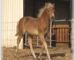 horse Wendelstein (Haflinger, 2005, from Winterstein)