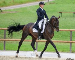 stallion Distelgraf (Trakehner, 2009, from Kronprinz)