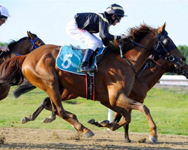 Pferd Bachi Bouzouk ox (Vollblutaraber, 2003, von Pepe le Mocco ox)