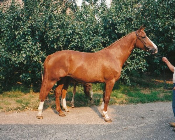 Zuchtstute Fidora (Koninklijk Warmbloed Paardenstamboek Nederland (KWPN), 1987, von Ulft)