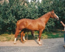 broodmare Fidora (KWPN (Royal Dutch Sporthorse), 1987, from Ulft)