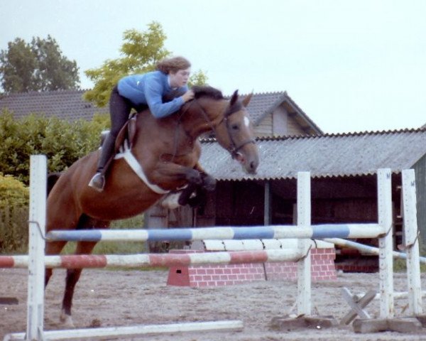 broodmare Tamara (KWPN (Royal Dutch Sporthorse), 1977, from Ulex)