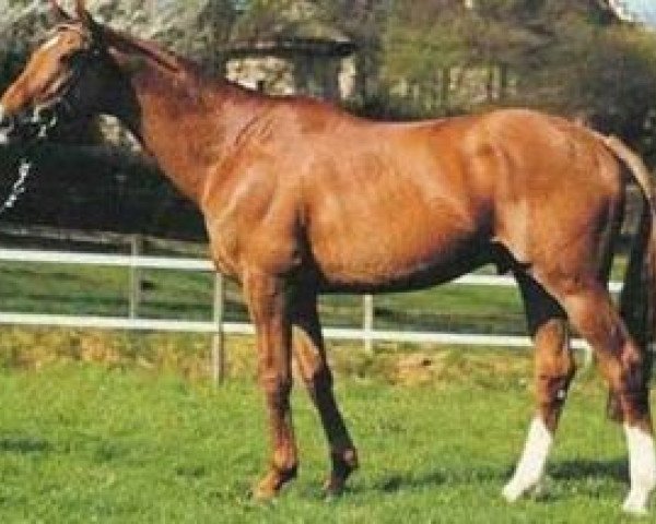 stallion Big Cavallieri xx (Thoroughbred, 1988, from Gaius xx)