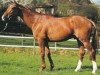 stallion Big Cavallieri xx (Thoroughbred, 1988, from Gaius xx)