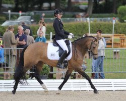 Zuchtstute Melli's Jacky Deluxe (Deutsches Reitpony, 2010, von FS Champion de Luxe)