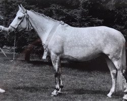 Zuchtstute Kerkwei Portia (New-Forest-Pony,  , von Prescott Pippin)