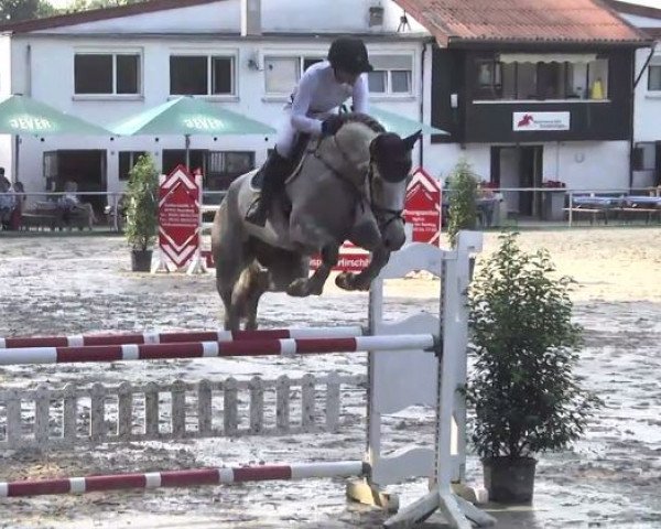 jumper Calvados 140 (Zangersheide riding horse, 2010, from Calvados)