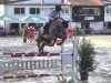 jumper Calvados 140 (Zangersheide riding horse, 2010, from Calvados)