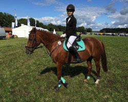 jumper Charlotte 134 (Pony without race description, 2000, from Unbekannt PONY)