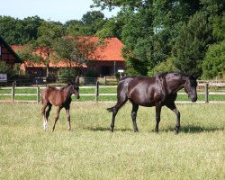 broodmare Annabelle (Hanoverian, 1995, from Andiamo)