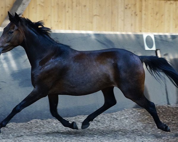 Zuchtstute Zandra (Deutsches Reitpony, 2010)