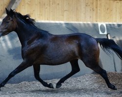 Pferd Zandra (Deutsches Reitpony, 2010)