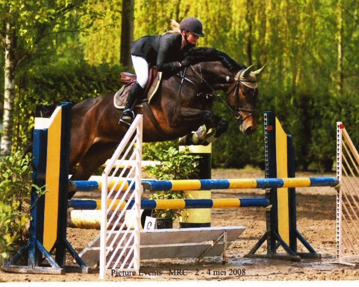 horse Dorothee de Reve (Belgian Warmblood, 2003, from Flamenco de Semilly)