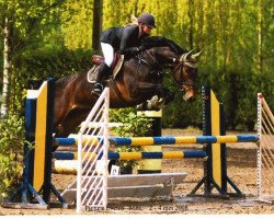 Pferd Dorothee de Reve (Belgisches Warmblut, 2003, von Flamenco de Semilly)